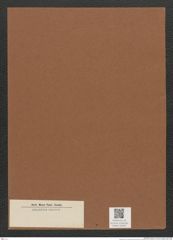 Diatomeae indet. Zeichnungen Sammlung Grunow Mappe 02305 (Herbarium_W_Grunow_drawings_Folder_02305)